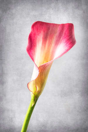 Calla flower on a textured and vintage background. A delicate calla flower on its sideの写真素材