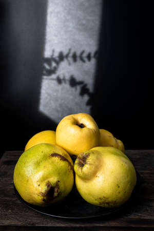 Organic and ripe quinces on a wooden kitchen table. Dark mood food photographyの写真素材