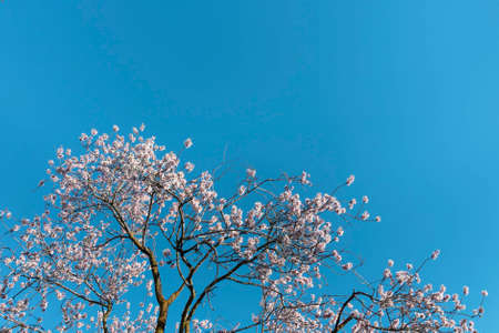Almond trees in bloom. Trees and branches full of flowers. Almond trees in spring.の写真素材