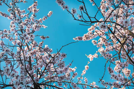Almond trees in bloom. Trees and branches full of flowers. Almond trees in springの写真素材