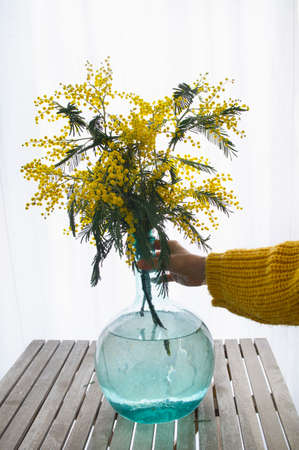 Mimosa bouquet with fresh and aromatic flowersの写真素材