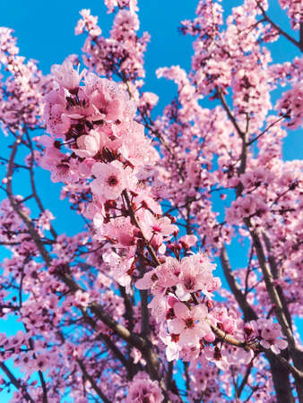 Almond trees in bloom. Trees and branches full of flowers. Almond trees in spring