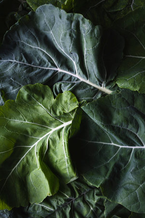 Green leaves of cabbage. Green leaves texture. Green raw leaves ready to cookの写真素材