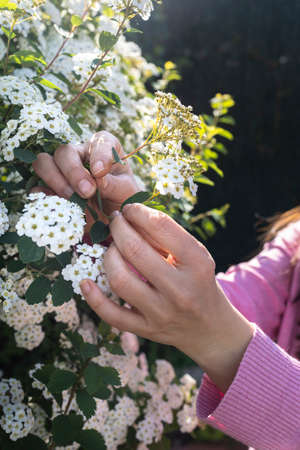 Lobularia maritima flowers (alyssum maritimum, sweet Alyssum, sweet Alison). Blooming spring...