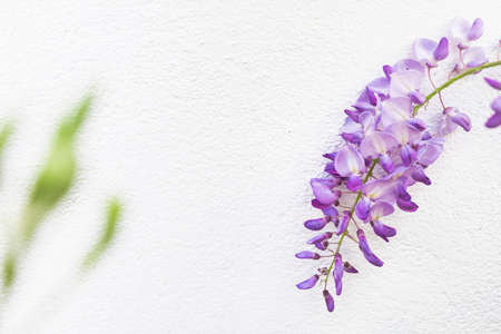 Blooming wistaria branch in the spring orchard. Purple wisteria flower in spring.の写真素材