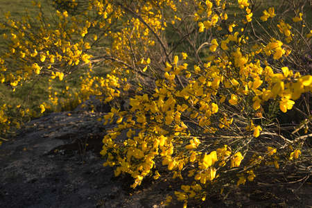 Yellow flowers on wild bush commonly known as brooms and its scientific name is Cytisus scoparius.の写真素材