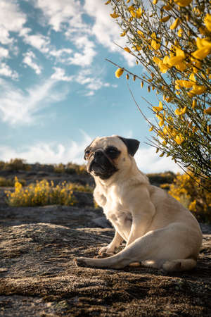 Pug breed dog sitting in the field enjoying the sunset. Unleash and calm dog in the fieldの写真素材