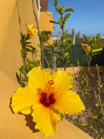 Yellow hibiscus blooming in the garden. Tropical flowers: hibiscusの写真素材
