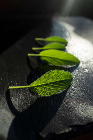 Fresh green sage leaves just watered. Aromatic sage leaves with dark background.の写真素材
