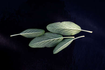 Fresh green sage leaves just watered. Aromatic sage leaves with dark background.の写真素材