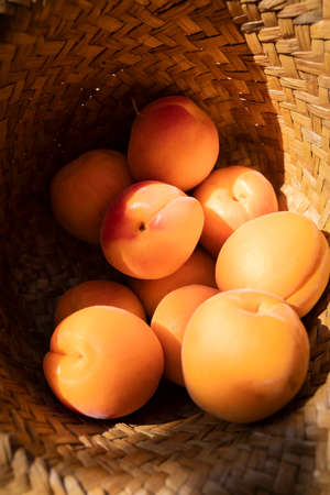 Fresh and ripe apricots ready to eat. Sweet and summer fruit.の写真素材