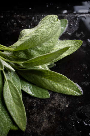 Fresh sage leaves. Green and wet sage leaves freshly picked from the home garden.