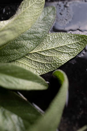 Fresh sage leaves. Green and wet sage leaves freshly picked from the home garden.の写真素材