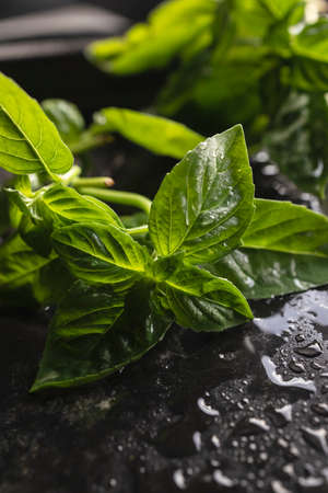 Fresh organic basil leaves from the home gardenの写真素材