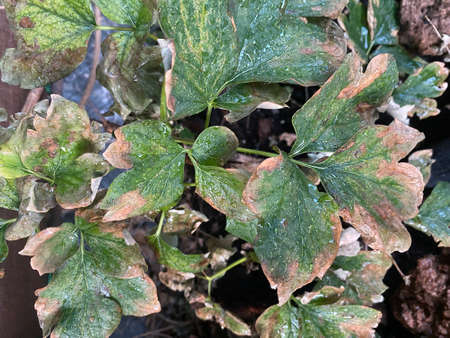 Leaves of garden plants burned by the sun. Effect of heat on green leaves