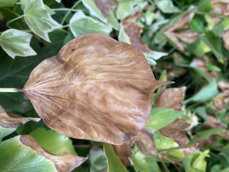 Leaves of garden plants burned by the sun. Effect of heat on green leavesの写真素材
