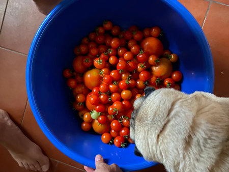Pug breed dog sniffing cherry tomatoes in a blue bowl. Toxic food for dogs or notの写真素材