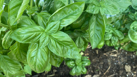 Basil plant. Fresh basil leaves in the garden. aromatic plants