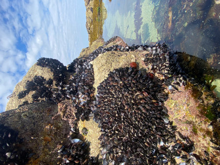 Live mussels on the rocks on the coast of Galicia in Spain. Mussels in La CoruÃ±a in Galicia....