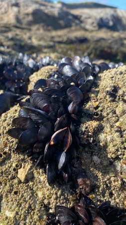 Live mussels on the rocks on the coast of Galicia in Spain. Mussels in La CoruÃ±a in Galicia....