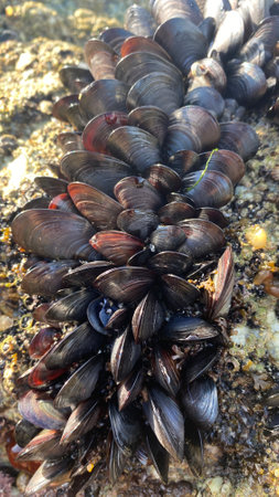 Live mussels on the rocks on the coast of Galicia in Spain. Mussels in La CoruÃ±a in Galicia....