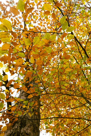 Forest with trees in autumn, trees and branches with leaves autumn tones
