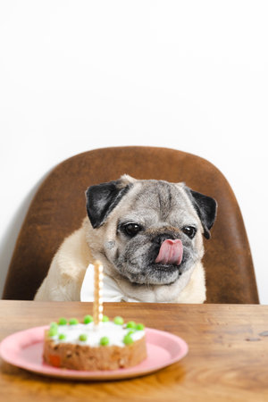 Beautiful pug breed dog celebrating his birthday with a cake. Dog birthday cake.の写真素材