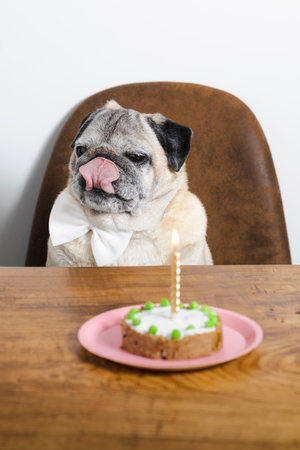 Beautiful pug breed dog celebrating his birthday with a cake. Dog birthday cake.の写真素材