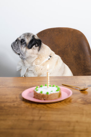 Beautiful pug breed dog celebrating his birthday with a cake. Dog birthday cake.の写真素材