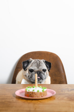 Beautiful pug breed dog celebrating his birthday with a cake. Dog birthday cake.の写真素材