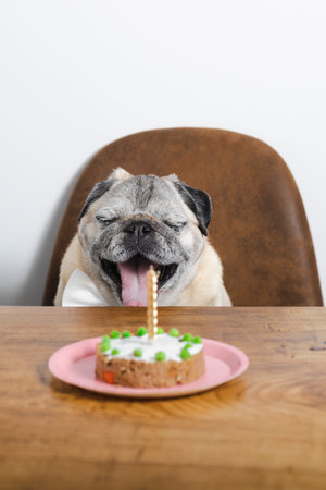 Beautiful pug breed dog celebrating his birthday with a cake. Dog birthday cake.の写真素材