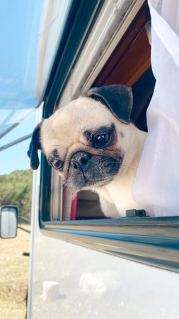 Pug dog leaning out of the window of a motorhome. Traveling with dogs. Adventures on the road.の写真素材