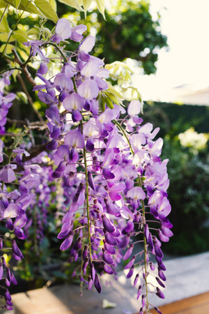 Wisteria hanging from a tree in a gardenの写真素材