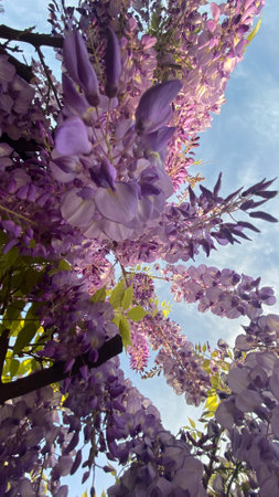 A wisteria vine with purple flowersの写真素材
