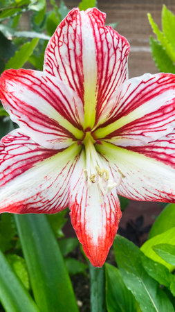 A stunning Amaryllis Flower in full bloomの写真素材