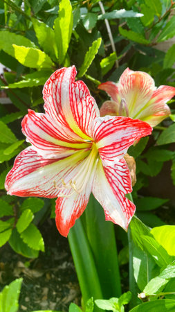 A stunning Amaryllis Flower in full bloomの写真素材