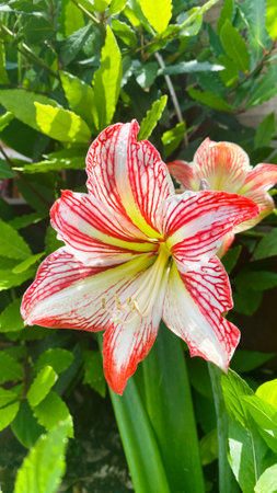 A stunning Amaryllis Flower in full bloomの写真素材
