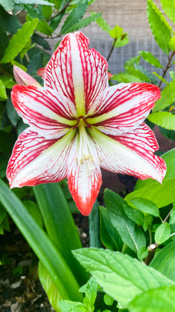 A stunning Amaryllis Flower in full bloomの写真素材
