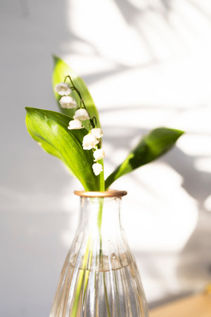 Lily of the valley is a woodland flowering plant with sweetly scented with bell-shaped white flowersの写真素材