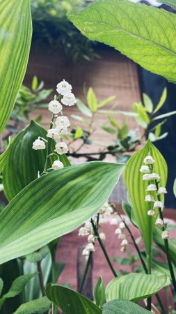 Lily of the valley is a woodland flowering plant with sweetly scented with bell-shaped white flowers