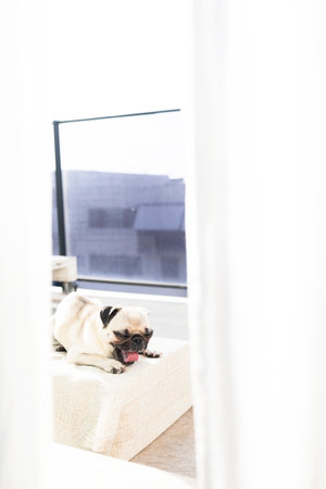 A pug breed dog lying on a cushion on the terrace, viewed from inside the house, yawning and relaxing, while spying on your dog to see what it's up toの写真素材