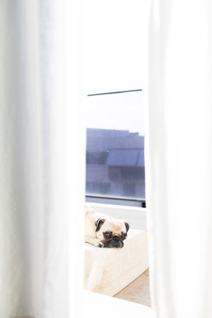 A relaxed pug breed dog lying on a cushion on the terrace, viewed from inside the house, spying on your dog to see what it's up toの写真素材