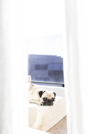 A relaxed pug breed dog lying on a cushion on the terrace, viewed from inside the house, spying on your dog to see what it's up toの写真素材