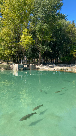 BaÃ±os de las Mulas in Ruidera in Castilla la Mancha, Spain. Among the fauna of the lagoons there are fish such as boga, carp, pike and black-bass.の写真素材