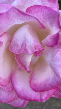 pink and white rose in the garden on nature background, stock photoの写真素材