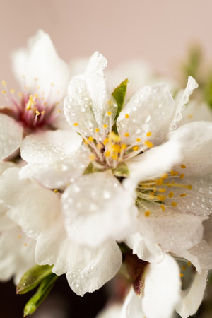 Spring almond blossoms, vibrant flowers in full bloomの写真素材