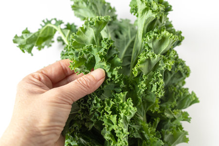 A bunch of fresh kale leaves on a white background.の写真素材