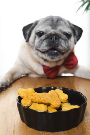 Adorable pug gazing attentively at a bowl of bone-shaped cookiesの写真素材