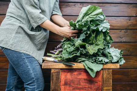 Woman holding freshly harvested collard greens or kale from the gardenの写真素材