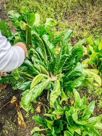 Organic vegetable garden, green leaves